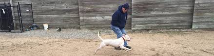 Maybe you would like to learn more about one of these? Dogs Available For Adoption Town Of Huntington Long Island New York