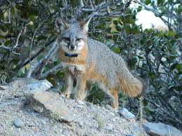 The island's only town, avalon, features traditional american homes and a lovely downtown; Foxes On Catalina Island The Ultimate Come Back Story Orange County Coastkeeper