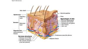 Sends nervous impulses to the brain when the hair moves. Skin Structure Ppt Download