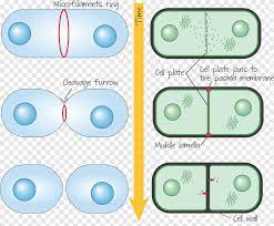 Although cell growth (in terms of cytoplasmic increase) is a continuous process, dna synthesis occurs only during one specific stage in the cell cycle. Cytokinesis In Animal Cells Plant Cell Telophase Plants Angle Text Png Pngegg