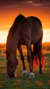 Horse wallpaper this great picture for your phone! Black Horse Wallpaper Mobile Phone Sunset Horse Backgrounds 720x1280 Wallpaper Teahub Io