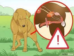 We did not find results for: How To Diagnose Urinary Tract Disease In Senior Dogs 10 Steps