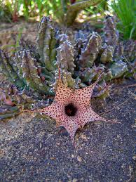 Image result for Huernia hislopii