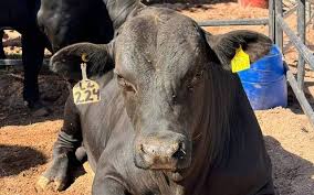 Ante cierre a exportaciones, establecerán nuevo protocolo para el ganado –  La Grandota 97.5 FM