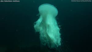 The lion's mane jellyfish (cyanea capillata), also known as the giant jellyfish, arctic red jellyfish, or the hair jelly, is one of the largest known species of jellyfish.its range is confined to cold, boreal waters of the arctic, northern atlantic, and northern pacific oceans.it is common in the english channel, irish sea, north sea, and in western scandinavian waters south to kattegat and. Massive Jellyfish Found In Puerto Vallarta Mexico Abc7 San Francisco