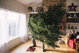 When the holidays wind down, one conundrum you might have in is when to take down your christmas trees. When To Take Down Your Christmas Tree History Behind Taking Down Your Christmas Tree