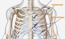 The human rib cage is made up of 12 pairs of ribs, some of which attach to a bony process in the front of the chest called the sternum. Anatomy Of The Human Ribs With Full Gallery Pictures Dislocated Rib