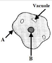 Check spelling or type a new query. Microscope And The Cell