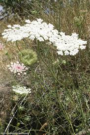 Image result for Daucus carota