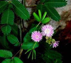 Pin On Mimosa Plants