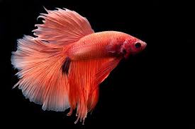 Pin On Bettas