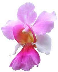 Transparent Flowers Vanda Orchid Miss Joaquim X Became The National Flower Of Singapore In 1981 Transparent Flowers Flowers Vanda Orchids