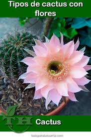 Son muy económicos, y resistentes. Tipos De Cactus Con Flores Tipos De Cactus Cactus Flores