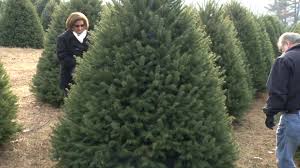 The sap from your initial tree cutting can sometimes create a seal around the christmas tree base. Nj Farms Where You Can Cut Down Your Own Christmas Tree 2013 Nj Spotlight News