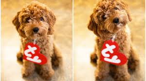 Halloween dog names are perfect for those puppies born around this holiday. 10 Homemade Dog Halloween Costume Ideas Dogtails
