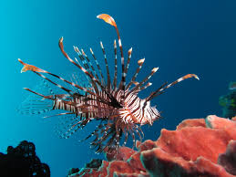 Pterois Wikipedia