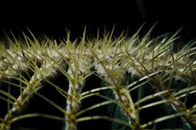 We did not find results for: 7 495 Cactus Needles Photos Free Royalty Free Stock Photos From Dreamstime