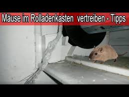 Maus Im Rollokasten Vertreiben Mause Ungeziefer Im Jalousiekasten Loswerden Hilfe Tipps Youtube Jalousien Tipps Vertreiben