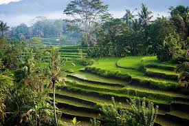 Скачать стоковые фото indonesia landscape. Hd Wallpaper Bali Green Hills Indonesia Landscape Morning Nature Palm Trees Wallpaper Flare