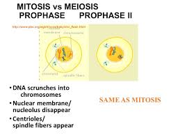 It does not occur prior to meiosis ii. Bio Notes Chromosomes And Meiosis Ppt Video Online Download