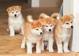 We did not find results for: 5 Expensive Dog Breeds That People Actually Own Cbs News