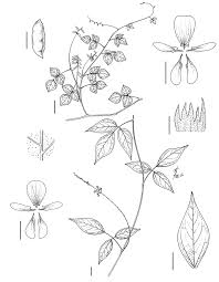 Image result for Rhynchosia