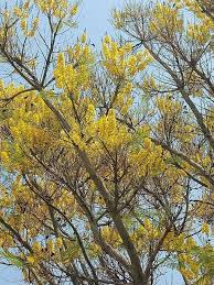 Image result for Schizolobium parahyba