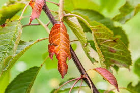 Cherry Tree Diseases Top Tips On Identification Control