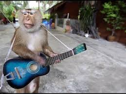 Image result for indian monkeys funny