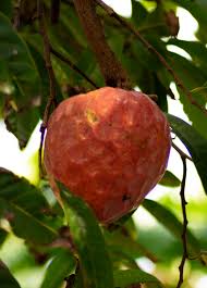 Image result for Annona reticulata