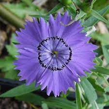 20 Dianthus Amurensis Seeds Siberian Blues Container Cottage Gardens Cottage Garden Blue Container Seeds