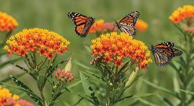 Best Native Plants for Your Garden!