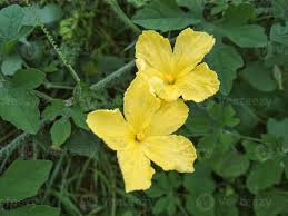Image result for Momordica balsamina