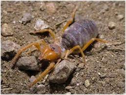 Camel spider is number 4 on our list of top 10 largest spiders in the world. Sun Spider Fun Animals Wiki Videos Pictures Stories Spider Identification Spider Arachnids