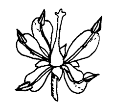 Image result for Embelia schimperi