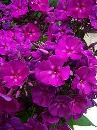 Phlox Paniculata Roberta Perennial Phlox Phlox Flowers Phlox Paniculata Perennials