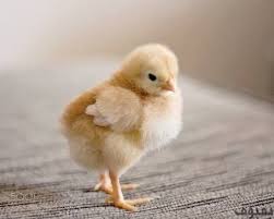 صور كتاكيت في غاية الروعة بفبوف Baby Chicks Photography Cute Animals Animals