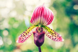Hours may change under current circumstances Most Unique And Unusual Flowers In The World The List Of Top Storytimes