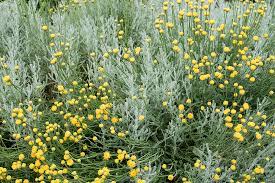 Lavender Cotton Santolina Chamaecyparissus Seeds Select Seeds Globe Flower Plants Gravel Garden