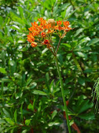 Image result for Asclepias