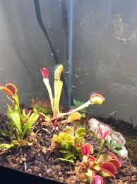 Vft And Sundew Terrarium 2 Months In Terrariums
