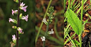 Image result for Cyphia