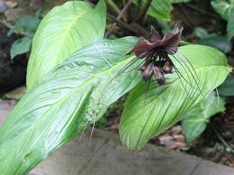 Check spelling or type a new query. White Bat Flower Tacca Chantrieri Flower Database