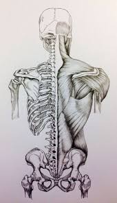 Human bone structure back human back bones anatomy human. Skull To Pelvis Back Bones Muscles By Billydoubleu Human Anatomy Art Anatomy Art Human Body Art