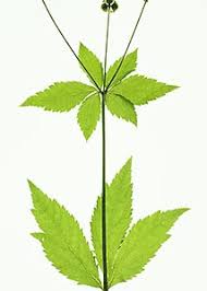 Image result for Sanicula elata