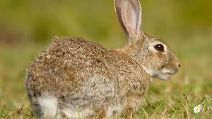 They reach up to three litters of six babies each per year in the north, and up to six litters of three babies each per year in the south. Fast Local Rabbit Control Uk Nbc Environment