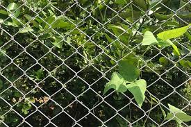 Ein Maschendrahtzaun Hat Viele Vorteile Er Ist Preiswert Und Eignet Sich Daher Fur Grosse Zaunlangen D Maschendrahtzaun Bauen Pflanzenblatter Maschendrahtzaun