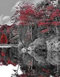 Black And White With Pop Of Color Black White Red Trees Lake Wall Art Home Decor Matted Picture Red Tree Black And White Tree Red Images