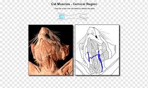 Kedi Anatomisi Parmak Kas Boyun Kedi Hayvanlar El Insan Png Pngwing