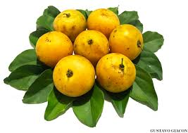 Image result for Dovyalis sp. A